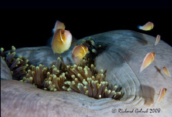 Anemonefish family-Chuuk Lagoon -Canon 5D 50 mm macro by Richard Goluch 